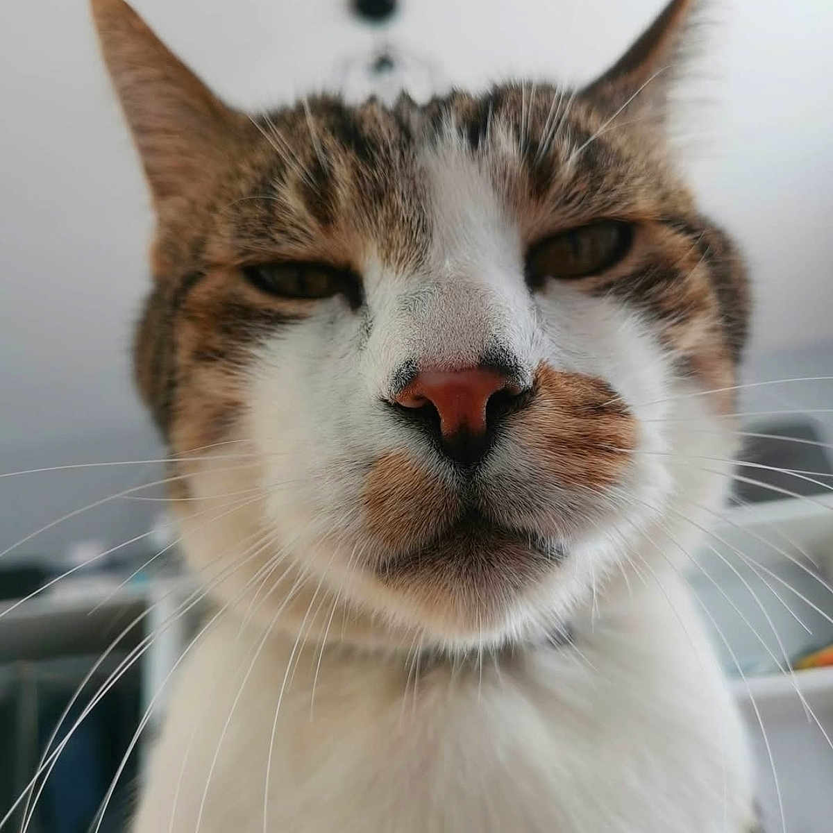 Filou participe au concours pour gagner de l'argent avec cette photo : animal, brown_fur, cat, close_up, domestic_cat, ears, expression, face, feline, fur, household, indoor, looking_at_camera, pet, pink_nose, portrait, tabby, unimpressed, whiskers, white_fur