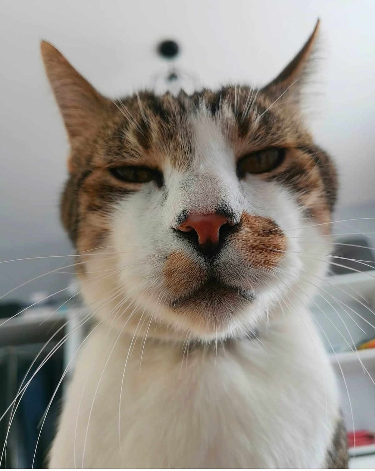 Filou
