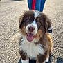 puppy, dog, leash, jeans, person, outdoor, sunlight, happy, smiling, fur, brown, white, asphalt, pet, animal, cute, young_dog, sitting, closeup, parking_lot