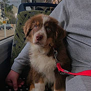 Ahron participe au concours pour gagner de l'argent avec cette photo : puppy, dog, pet, animal, bus, seat, leash, person, clothing, gray, pattern, window, transport, indoor, cute, fur, brown, white, sitting, companion
