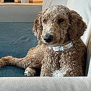Cricket is registered to the contest to win money with this photo: dog, curly_coat, poodle_mix, brown_fur, floppy_ears, pet, sofa, indoor, portrait, sitting, lounging, collar, home, living_room, sunlight, couch, relaxed, cute, animal, photography