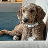 dog, curly_coat, poodle_mix, brown_fur, floppy_ears, pet, sofa, indoor, portrait, sitting, lounging, collar, home, living_room, sunlight, couch, relaxed, cute, animal, photography