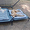 Cricket joined the competition — help win amazing prizes! dogs, canine, pet, outdoor, camping, campground, relaxing, sleeping, lying_down, dog_bed, blanket, cot, chair, blue_chair, dirt, gravel, nature, leash, collar, recreation