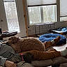 dog, dogs, person, sleeping, couch, living_room, pet, nap, relaxing, indoor, home, dog_bed, crate, toy, blanket, window, door, sunlight, cozy, family