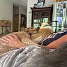 Cricket is registered to the contest to win money with this photo: cat, dog, dogs, man, beard, pets, cuddling, couch, living_room, indoors, home, refrigerator, furniture, blanket, fluffy, curly_hair, pet_collage, relaxed, family, portrait