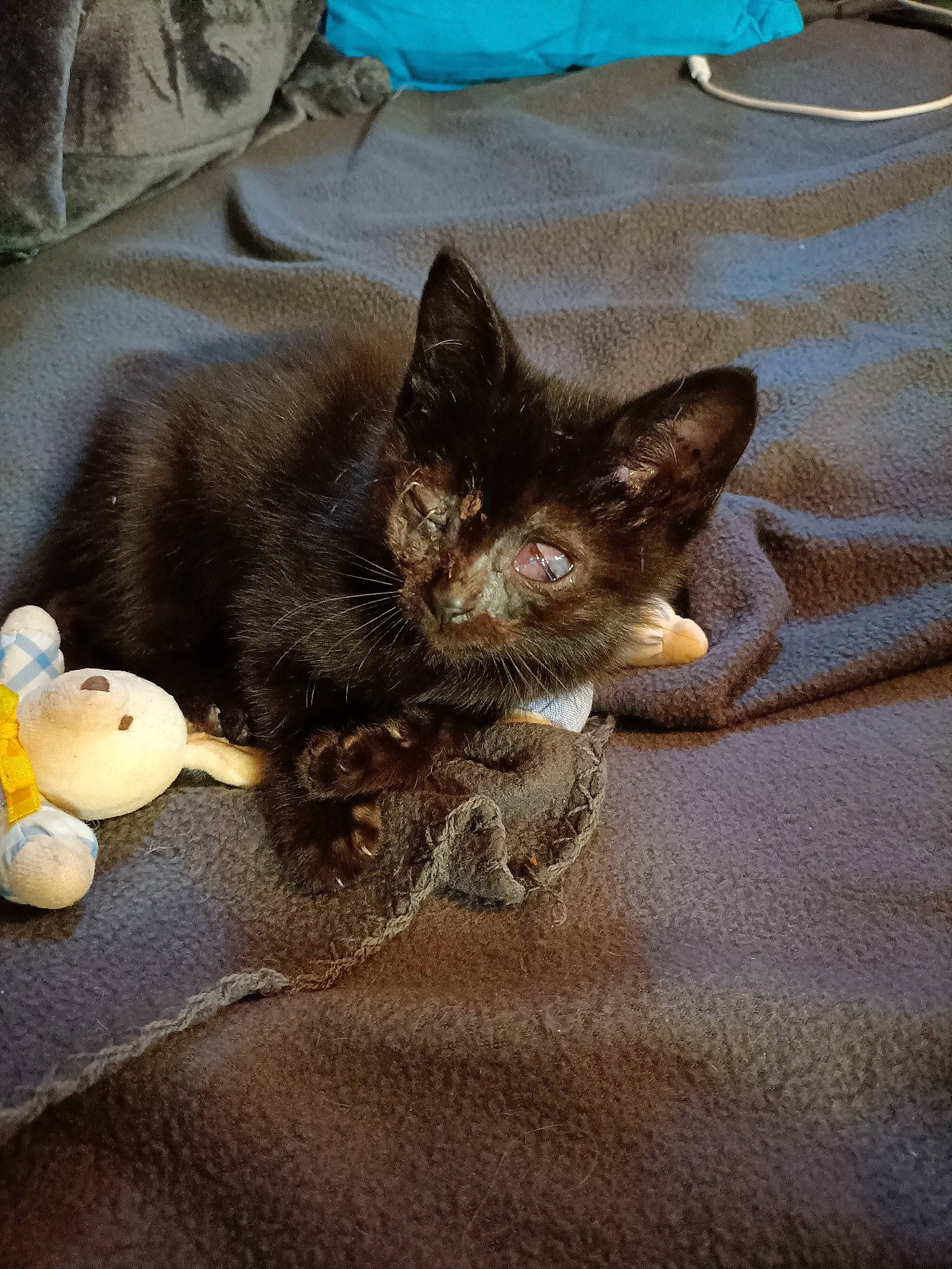 Perle a rejoint le concours — aidez-le/la à gagner de superbes lots ! black_cat, canidae, carnivore, cat, cat_supply, claw, comfort, domestic_short_haired_cat, fawn, felidae, fur, grey, linens, nap, paw, small_to_medium_sized_cats, tail, toy, whiskers, wood