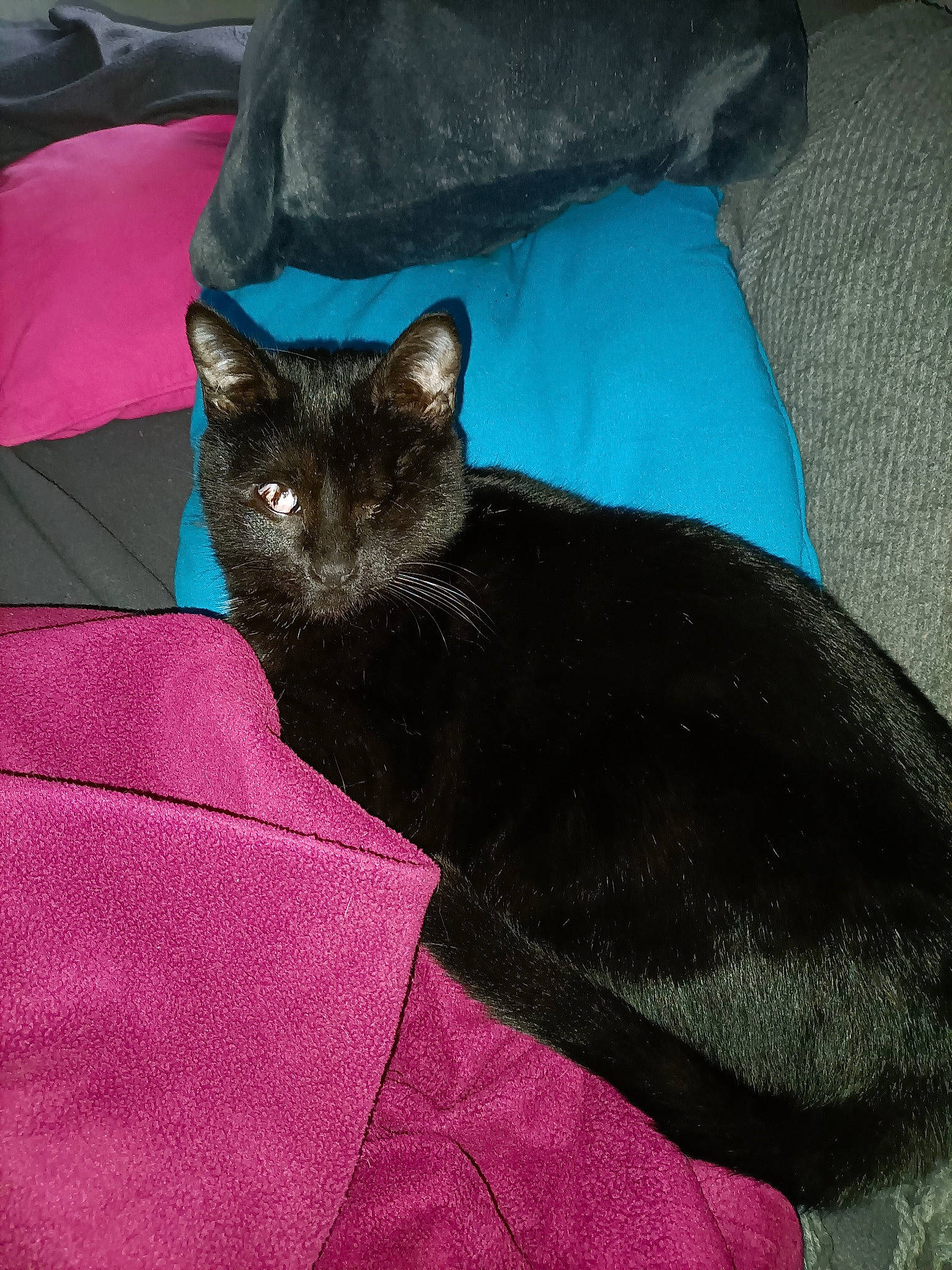 Perle participe au concours pour gagner de l'argent avec cette photo : bag, bed, black_cat, bombay, carnivore, cat, cat_bed, comfort, domestic_short_haired_cat, electric_blue, felidae, fur, grey, linens, magenta, nap, small_to_medium_sized_cats, tail, vertebrate, whiskers