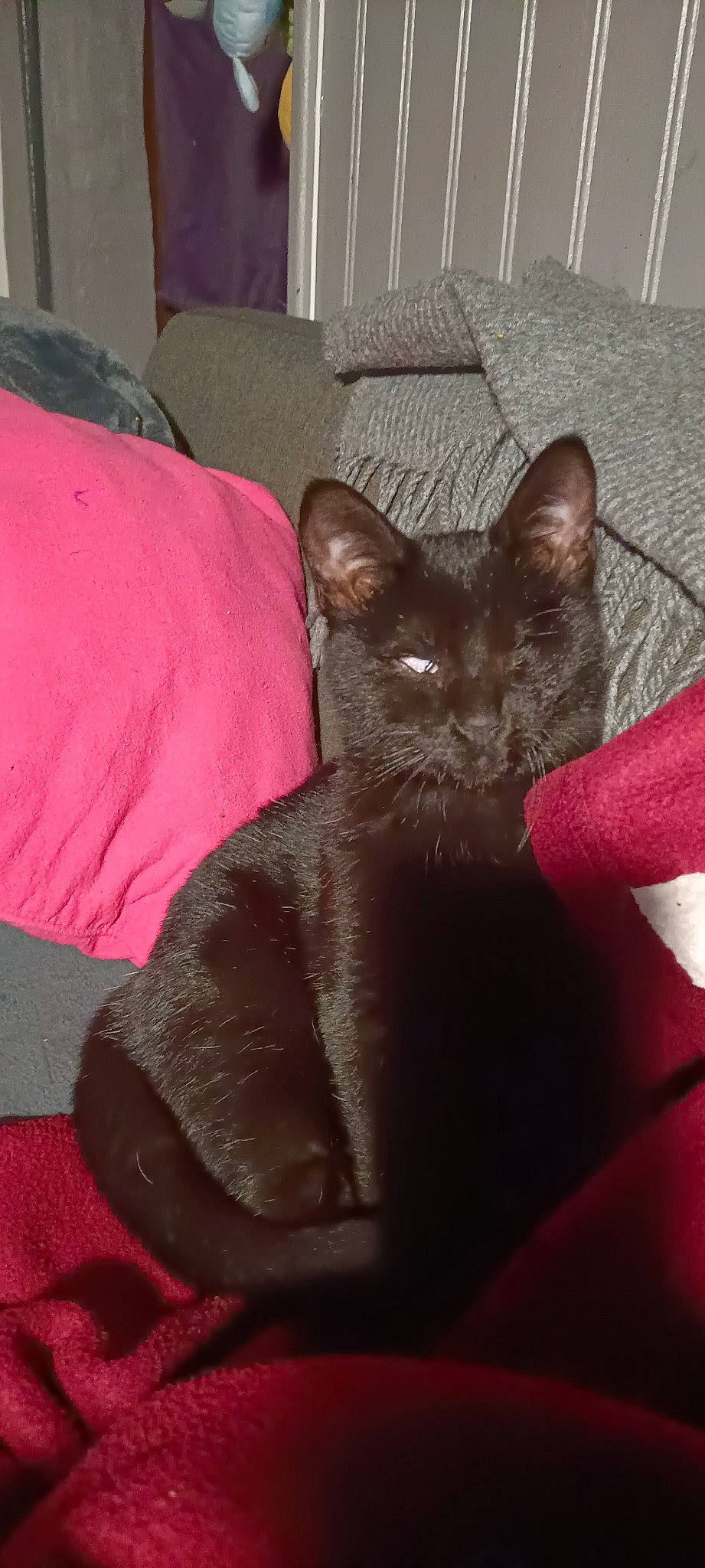 Perle participe au concours pour gagner de l'argent avec cette photo : black_cat, bombay, carmine, carnivore, cat, cat_supply, claw, comfort, couch, domestic_short_haired_cat, fawn, felidae, fur, grey, liver, room, small_to_medium_sized_cats, snout, tail, whiskers