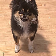 Koko is registered to the contest to win money with this photo: animal, black_fur, bone, brown_fur, canine, cute, dog, ears, friendly, fur, happy, indoor, pet, playful, small_dog, standing, tail, tongue, white_paws, wooden_floor
