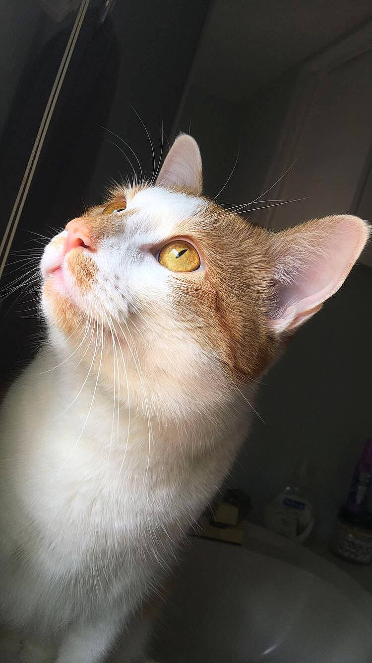 Lucky Lou is registered to the contest to win money with this photo: aegean_cat, american_wirehair, asian, carnivore, cat, domestic_short_haired_cat, ear, european_shorthair, fawn, felidae, german_rex, mammal, nose, singapura, small_to_medium_sized_cats, snout, whiskers