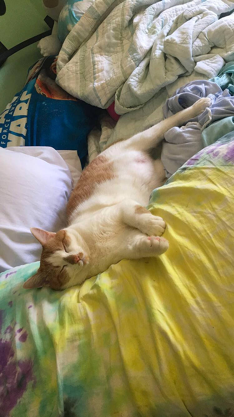 Lucky Lou joined the competition — help win amazing prizes! carnivore, cat, cornish_rex, devon_rex, fawn, felidae, kitten, nap, sleep, small_to_medium_sized_cats