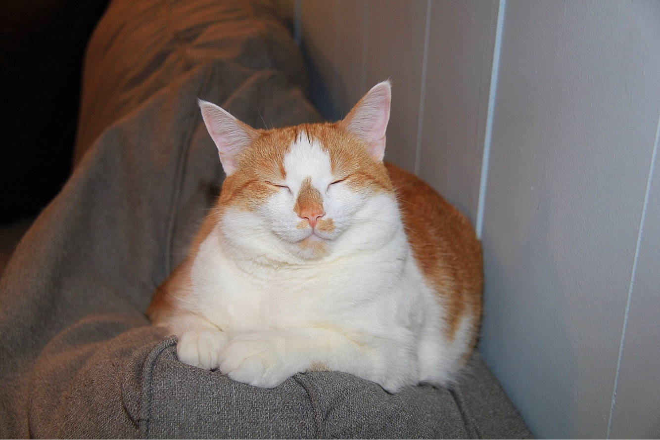 Lucky Lou joined the competition — help win amazing prizes! aegean_cat, carnivore, cat, domestic_short_haired_cat, ear, european_shorthair, fawn, felidae, fur, kitten, mammal, norwegian_forest_cat, small_to_medium_sized_cats, tail, whiskers