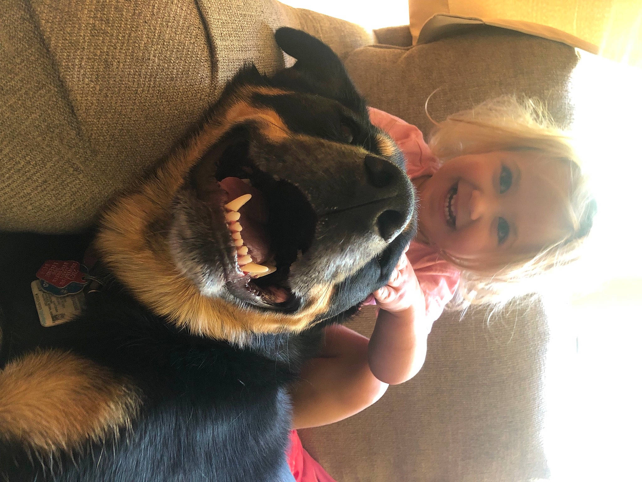 Charli joined the competition — help win amazing prizes! carnivore, comfort, companion_dog, dog, dog_breed, ear, eyewear, fawn, fur, gesture, happy, hat, head, jaw, joy, mouth, paw, person, selfie, smile