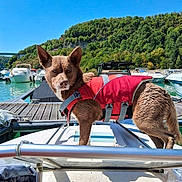 Igor participe au concours pour gagner de l'argent avec cette photo : dog, canine, life_jacket, boat, marina, water, lake, dock, boats, hillside, forest, outdoors, sunny, blue_sky, red_vest, standing, portrait, animal, travel, summer
