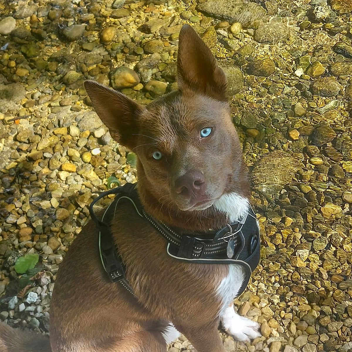 Igor