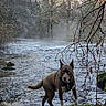 Igor a rejoint le concours — aidez-le/la à gagner de superbes lots ! dog, river, stream, forest, woodland, outdoors, nature, rocky_bank, water, mist, autumn, trees, branches, brown_dog, blue_eyes, harness, standing, wildlife, landscape, adventure