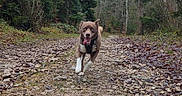 Igor participe au concours pour gagner de l'argent avec cette photo : dog, running, outdoors, forest, trail, rocky_path, trees, nature, adventure, happy, tongue_out, brown_dog, white_paws, collar, leash, motion, portrait, animal, woodland, daylight