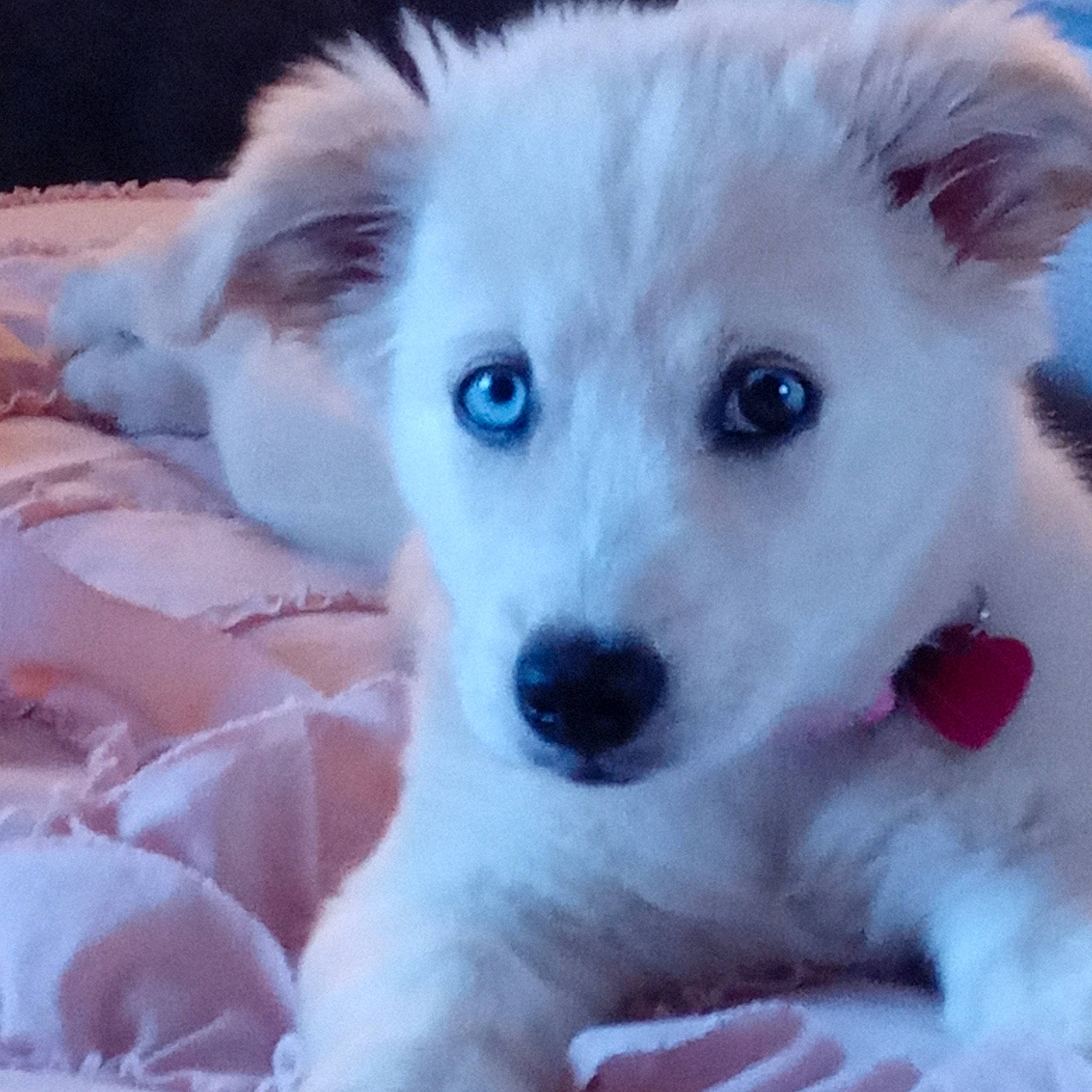 Cosmo is registered to the contest to win money with this photo: canidae, carnivore, close_up, companion_dog, dog, dog_breed, fawn, fur, happy, non_sporting_group, plant, puppy, sporting_group, terrestrial_animal, toy_dog, volpino_italiano, whiskers, working_animal