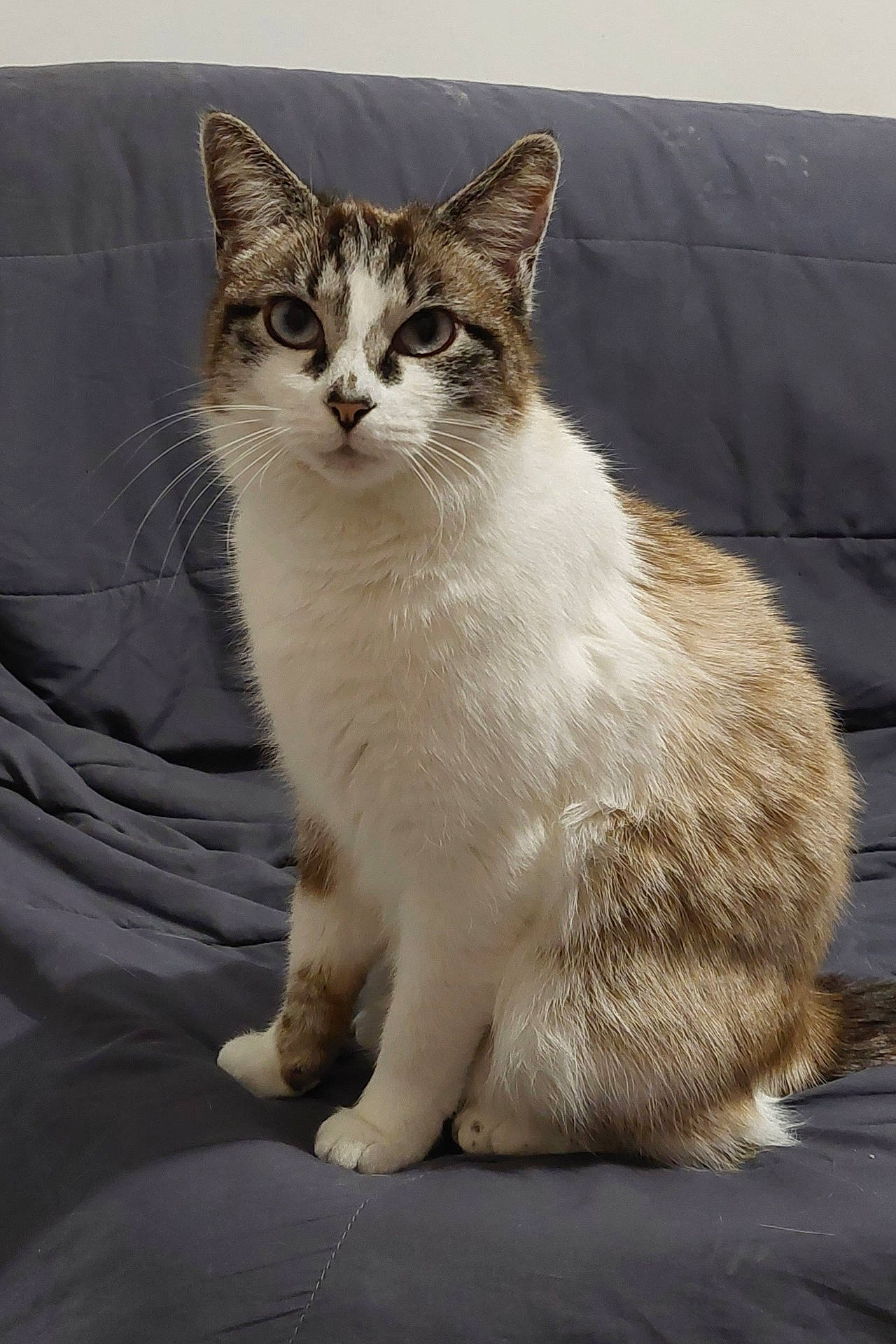 Topaze a rejoint le concours — aidez-le/la à gagner de superbes lots ! abyssinian, angora, animal, blanket, cat, couch, cushion, egyptiancat, furniture, homedecor, kitten, manx, pet, siamese