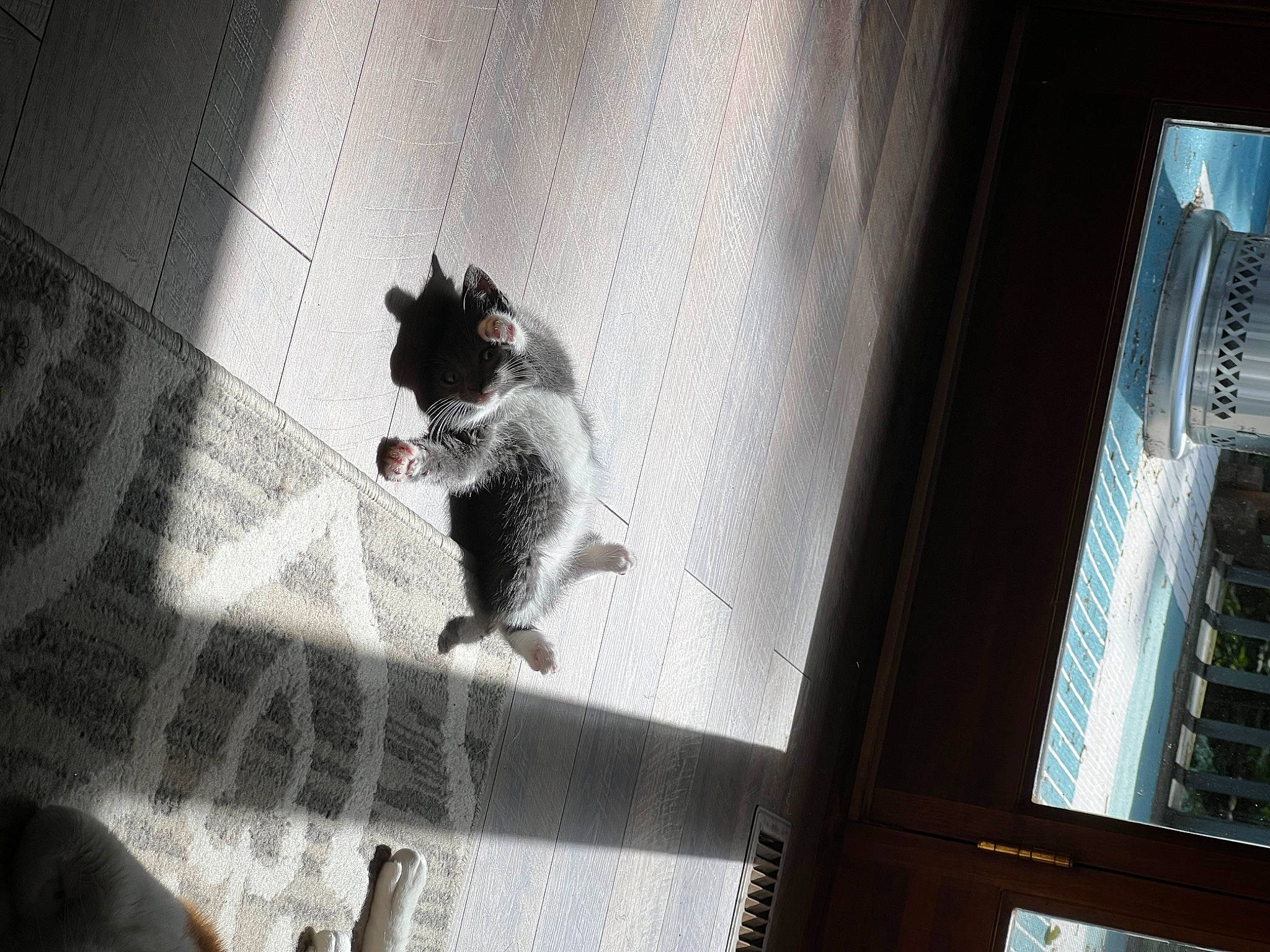 Amelia is registered to the contest to win money with this photo: art, darkness, display_device, felidae, fictional_character, flooring, font, glass, grey, metal, monochrome, monochrome_photography, room, shadow, small_to_medium_sized_cats, street, tail, tints_and_shades, visual_arts, whiskers