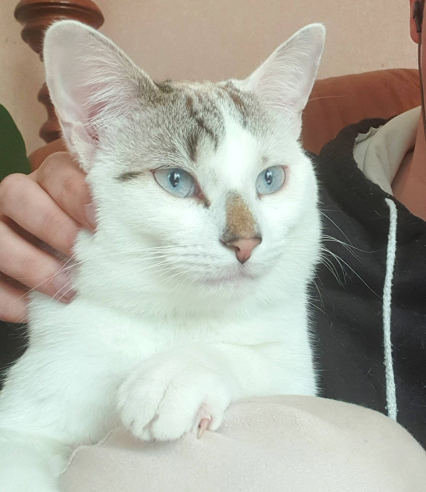 Saphyr a rejoint le concours — aidez-le/la à gagner de superbes lots ! carnivore, cat, comfort, domestic_short_haired_cat, ear, fawn, felidae, fur, gesture, iris, jewellery, paw, sitting, small_to_medium_sized_cats, tail, whiskers, window