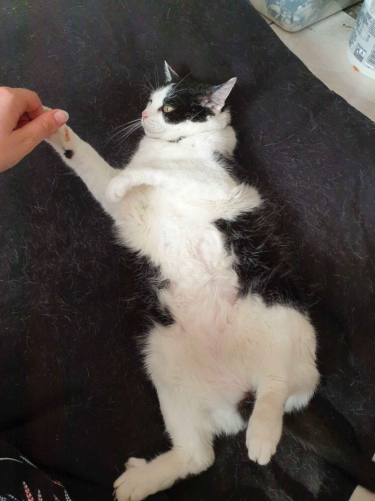 Pepite participe au concours pour gagner de l'argent avec cette photo : black_and_white, carnivore, cat, claw, domestic_long_haired_cat, domestic_short_haired_cat, felidae, fur, japanese_bobtail, paw, polydactyl_cat, small_to_medium_sized_cats, tail, whiskers