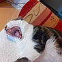 Néo participe au concours pour gagner de l'argent avec cette photo : animal, blanket, cat, closeup, couch, cozy, domestic_cat, furniture, indoor, mouth_open, patterned, paw, pet, relaxed, resting, striped_fur, teeth, tongue, white_fur, yawning