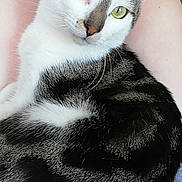 Néo a rejoint le concours — aidez-le/la à gagner de superbes lots ! animal, casual_clothing, cat, close_up, comfort, companionship, curious, cute, domestic_animal, fur, green_eyes, human_skin, indoor, lap, legs, pet, relaxing, resting, tabby_cat, whiskers