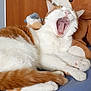 Nougat a rejoint le concours — aidez-le/la à gagner de superbes lots ! animal, bear, cat, cozy, cute, feline, fluffy, fur, indoor, mouth_open, orange_and_white, paw, pet, relaxed, resting, sleepy, stuffed_toy, teeth, tongue, yawning