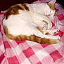 Nougat a rejoint le concours — aidez-le/la à gagner de superbes lots ! animal, blanket, cat, checkered_pattern, comfort, cozy, cute, domestic, feline, fur, indoor, mammal, orange, pet, pink, relaxation, resting, sleeping, tail, white