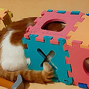 Nougat participe au concours pour gagner de l'argent avec cette photo : animal, cat, closeup, colorful_blocks, curious, cute, domestic_cat, feline, floor, foam_blocks, hammer, hidden, indoor, letter_blocks, orange_cat, paw, pet, playful, toy, white_cat