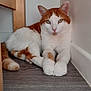 Nougat a rejoint le concours — aidez-le/la à gagner de superbes lots ! animal, calm, cat, corner, cozy, domestic, ears, floor, fur, house, indoor, looking, orange_and_white, paws, pet, relaxed, resting, tail, whiskers, wooden_furniture