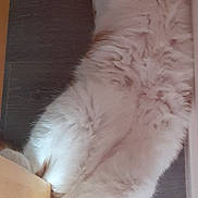 Nougat a rejoint le concours — aidez-le/la à gagner de superbes lots ! animal, cat, cozy, domestic, floor, fluffy, furniture, home, indoor, lying_down, orange_and_white_cat, paw, pet, quiet, relaxed, resting, sleeping, soft_fur, stretched_out, wooden_floor