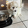 puppy, dog, white, fluffy, pet, floor, tile, bowl, empty_bowl, wall, electrical_outlet, indoor, cute, collar, small_dog, sitting, looking_away, home, decor, animal