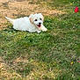 puppy, dog, grass, outdoor, pet, animal, white, cute, tongue_out, happy, nature, laying, summer, flower, greenery, playful, young_dog, canine, sunlight, fur