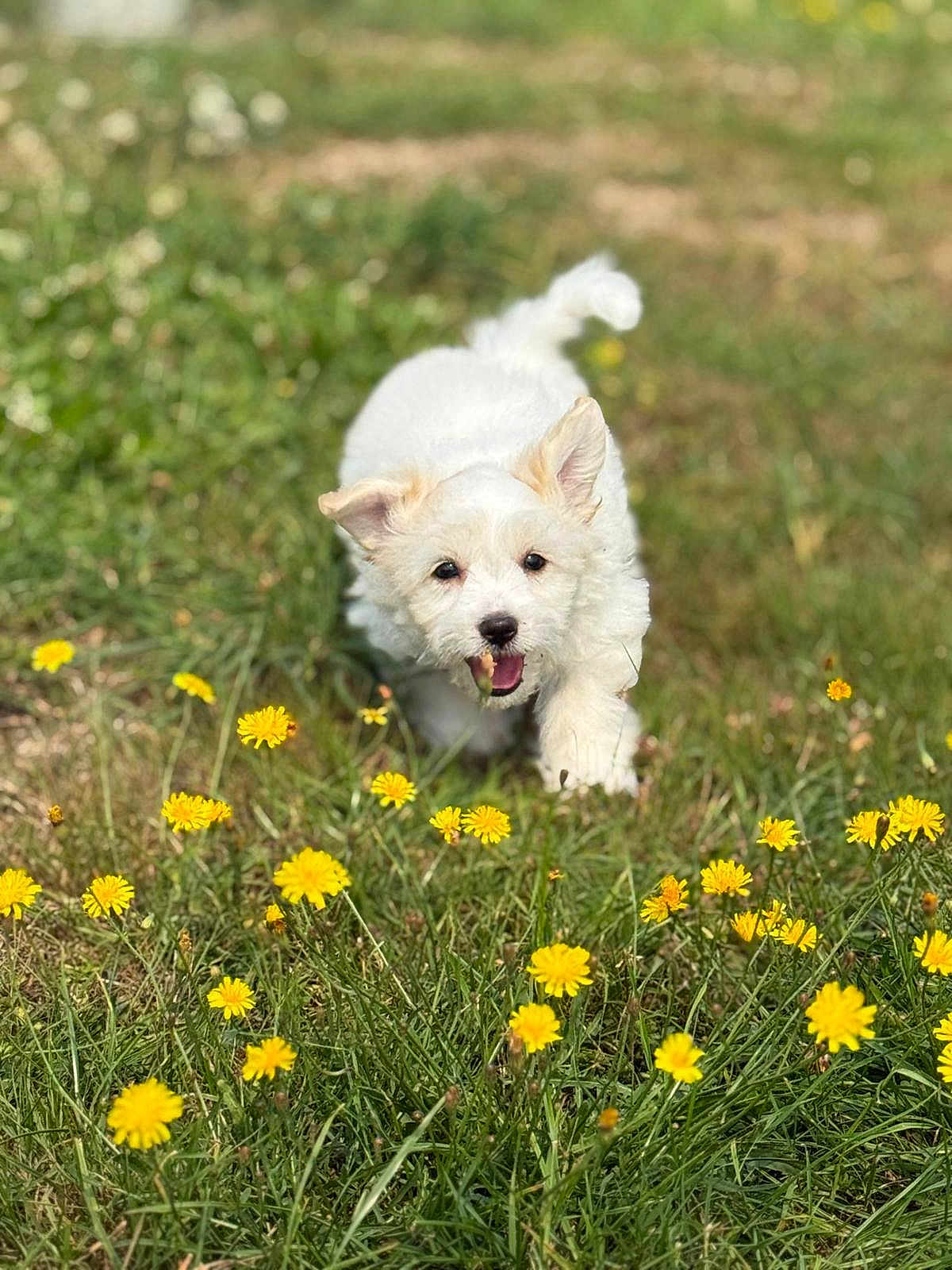 Alvano a rejoint le concours — aidez-le/la à gagner de superbes lots ! dog, puppy, grass, flowers, yellow_flowers, outdoor, sunny, playful, running, cute, white_dog, nature, animal, pet, field, summer, happy, young_dog, fur, greenery