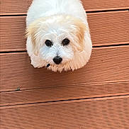 Alvano a rejoint le concours — aidez-le/la à gagner de superbes lots ! adorable, animal, canine, companion, cute, dog, domestic_animal, ears, eyes, fluffy, friendly, fur, looking_up, outdoor, pet, sitting, small_dog, tail, white_dog, wooden_deck