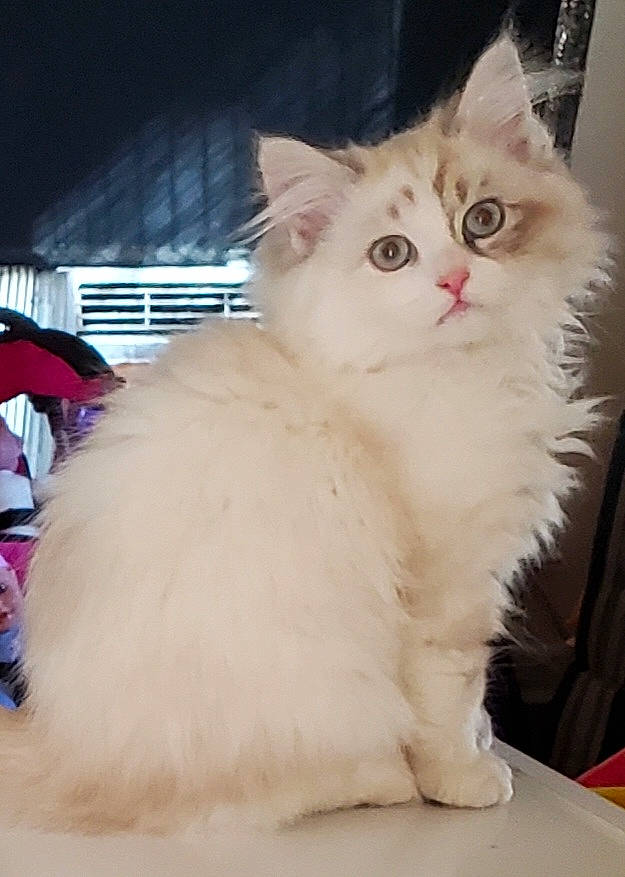 Snowball is registered to the contest to win money with this photo: carnivore, cat, comfort, fawn, felidae, fur, iris, paw, ragdoll, small_to_medium_sized_cats, snout, table, tail, terrestrial_animal, whiskers