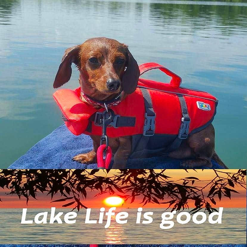 Saydee Sue joined the competition — help win amazing prizes! canidae, carnivore, companion_dog, dachshund, dog, dog_breed, hound, hunting_dog, lifejacket, sporting_group, vehicle