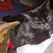 Sirius a rejoint le concours — aidez-le/la à gagner de superbes lots ! black, black_cat, bombay, carnivoran, cat, cat_like_mammal, domestic_short_haired_cat, european_shorthair, fur, kitten, maine_coon, small_to_medium_sized_cats, whiskers