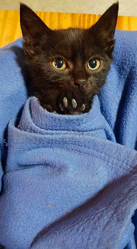 Beerus participe au concours pour gagner de l'argent avec cette photo : asian, black_cat, bombay, british_shorthair, burmese, carnivore, cat, chartreux, domestic_short_haired_cat, felidae, german_rex, kitten, korat, mammal, russian_blue, small_to_medium_sized_cats, snout, whiskers