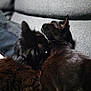 Saurons a rejoint le concours — aidez-le/la à gagner de superbes lots ! black_cat, bombay, carnivoran, cat, cat_like_mammal, fauna, fur, kitten, small_to_medium_sized_cats, snout, whiskers