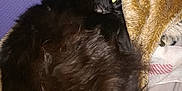 Saurons participe au concours pour gagner de l'argent avec cette photo : carnivoran, cat, cat_like_mammal, fur, fur_clothing, small_to_medium_sized_cats, snout, whiskers
