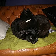 Saurons a rejoint le concours — aidez-le/la à gagner de superbes lots ! black, black_cat, bombay, carnivoran, cat, cat_like_mammal, dog_breed_group, fur, kitten, small_to_medium_sized_cats, whiskers