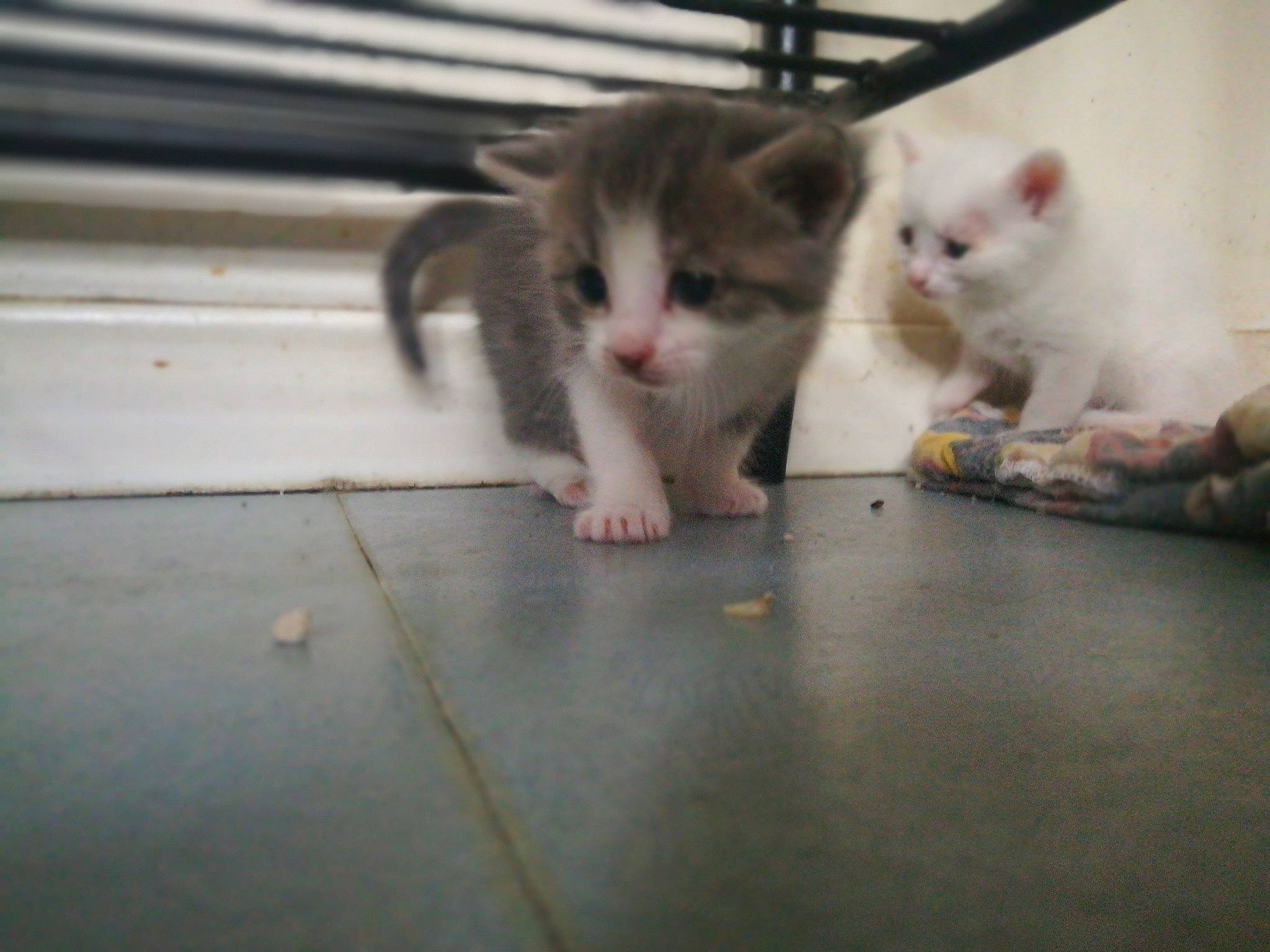 Blanchet Et C'est Petits a rejoint le concours — aidez-le/la à gagner de superbes lots !