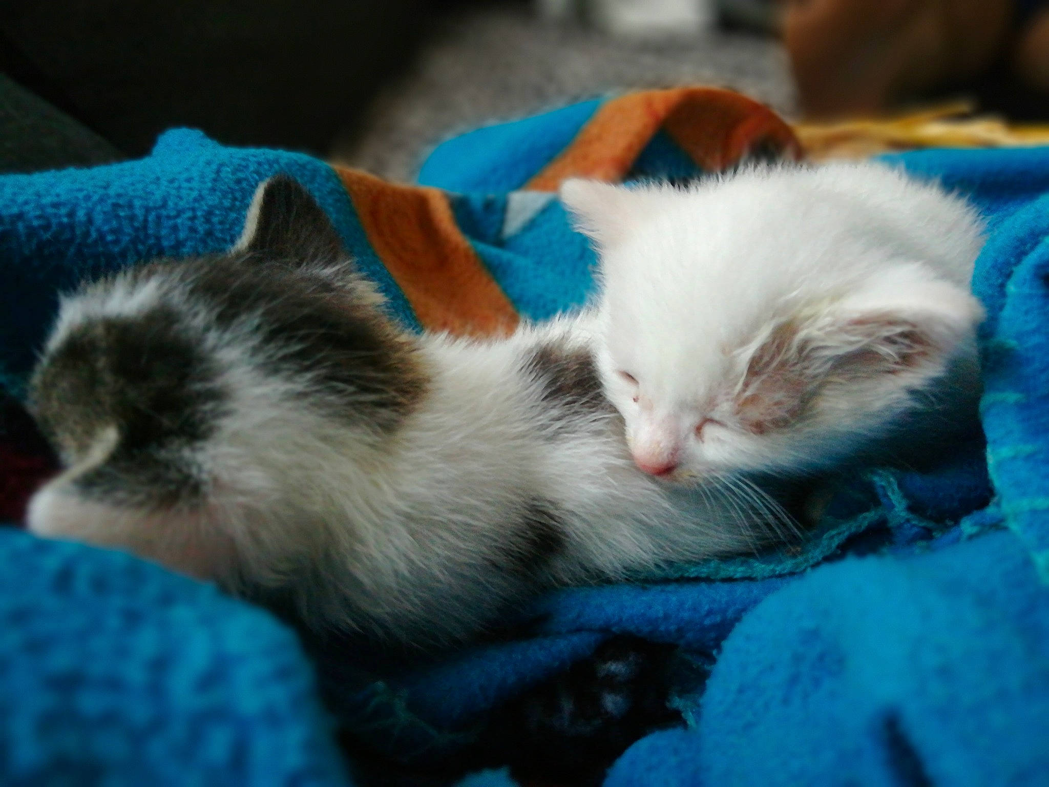 Blanchet Et C'est Petits participe au concours pour gagner de l'argent avec cette photo :