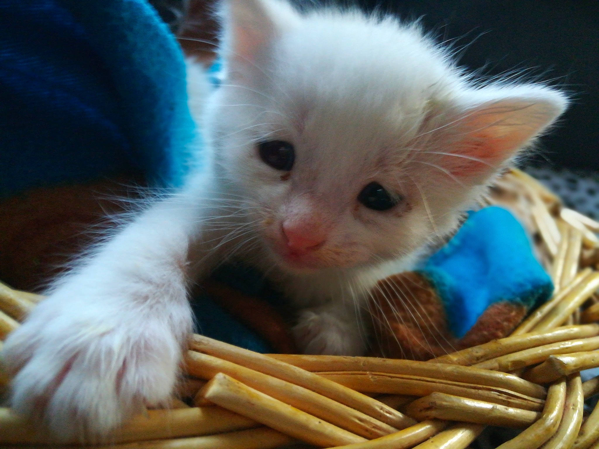 Blanchet Et C'est Petits