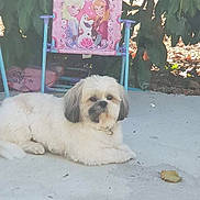 Nours a rejoint le concours — aidez-le/la à gagner de superbes lots ! carnivoran, dog, dog_breed, dog_breed_group, dog_like_mammal, havanese, lhasa_apso, puppy, sapsali, schnoodle, shih_tzu, snout, toy_dog, vertebrate