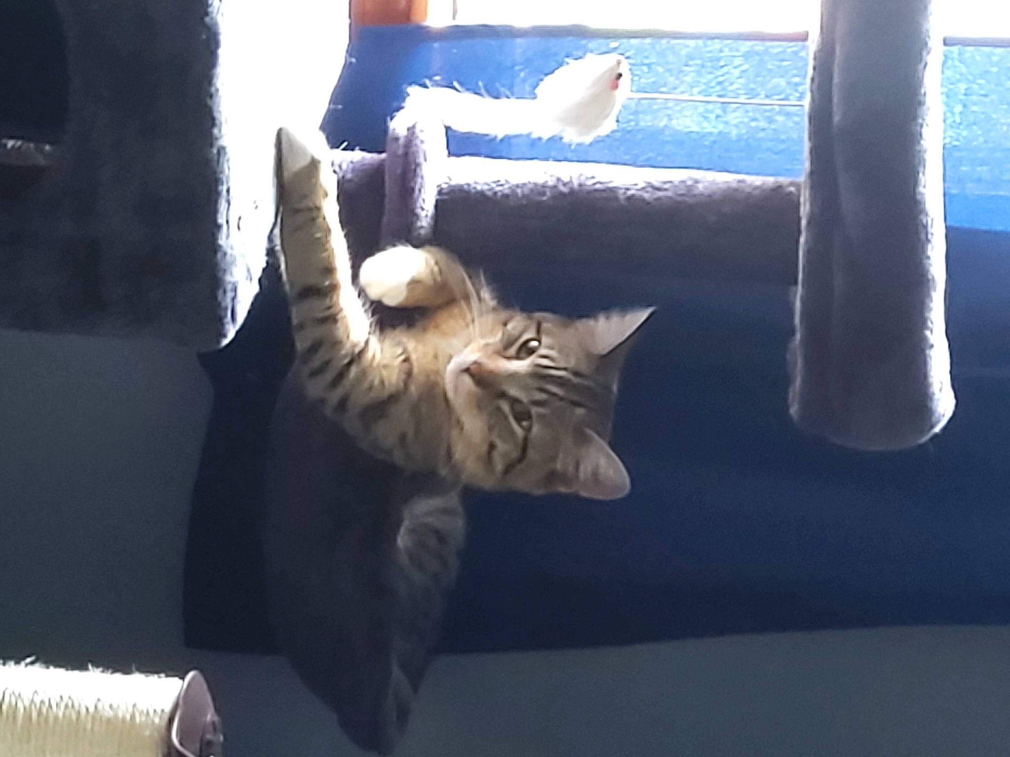 Socks joined the competition — help win amazing prizes! animal_shelter, carnivore, cat, cat_supply, claw, comfort, domestic_short_haired_cat, felidae, fur, paw, pet_supply, room, small_to_medium_sized_cats, tail, vertebrate, whiskers, window