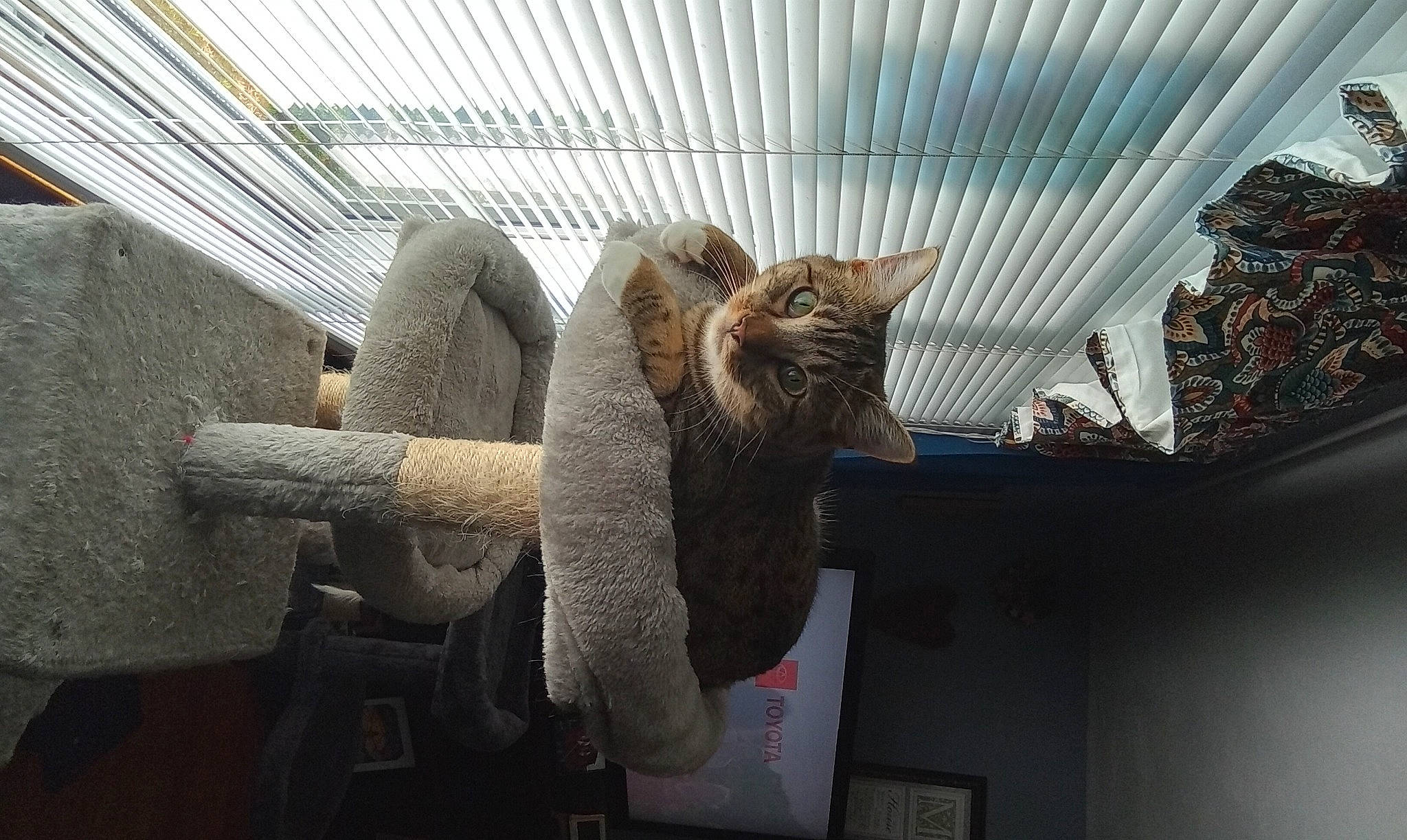 Socks joined the competition — help win amazing prizes! animal_shelter, art, cage, cat, comfort, domestic_short_haired_cat, fawn, felidae, fur, metal, pet_supply, plant, room, sculpture, small_to_medium_sized_cats, tail, terrestrial_animal, tree, whiskers, wood